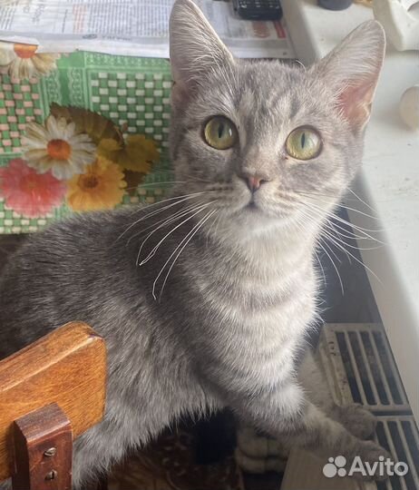 Ищем добрые руки