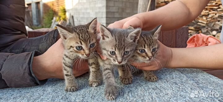 Котята в добрые руки