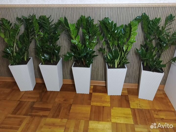 Замиокулькас в напольном кашпо