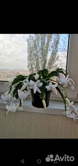 Декабрист шлюмбергера белый. 1 фото продано