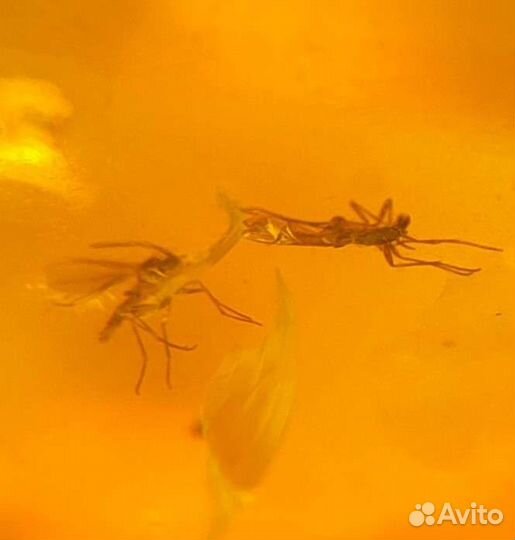 Инклюз - 11 комаров (2 дерутся) / Окаменелости