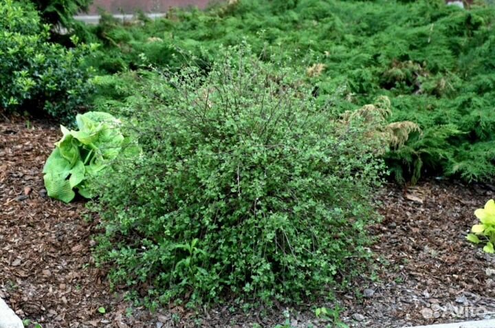 Береза карликовая Нана