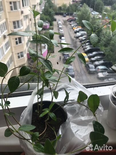 Барвинок синий