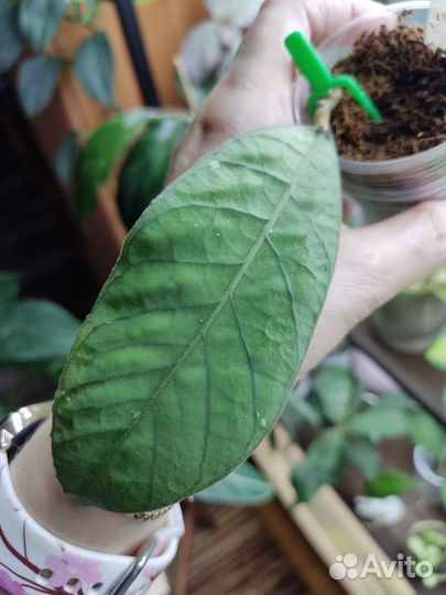 Хойи Сабах(Sabah)