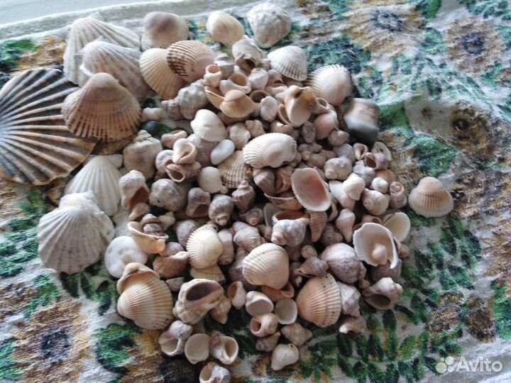 Ракушка морская набор