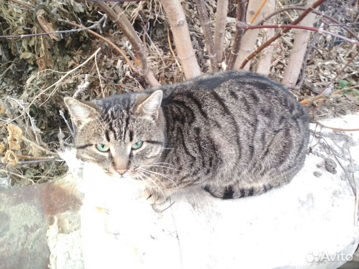 Ласковый котик в добрые руки