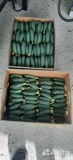 Огурцы свежие оптом