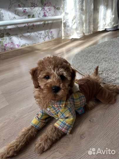 Костюм для щенков мелких пород