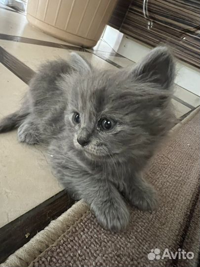 Котята в добрые руки бесплатно