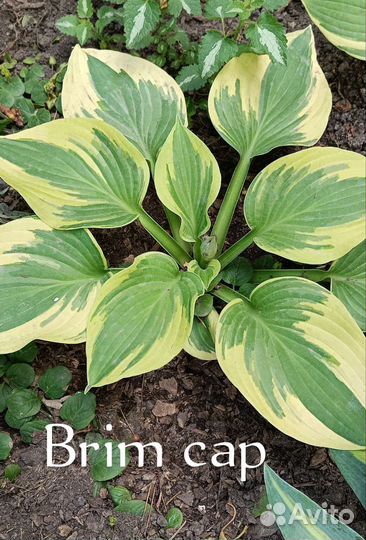 Хосты, гейхеры