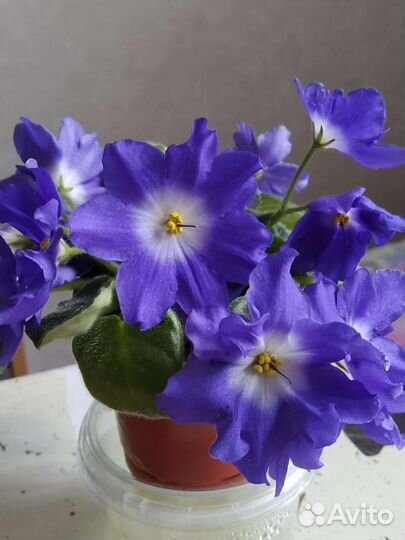 Фиалки и глоксиния цветущие