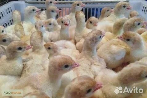 Суточные индюшата