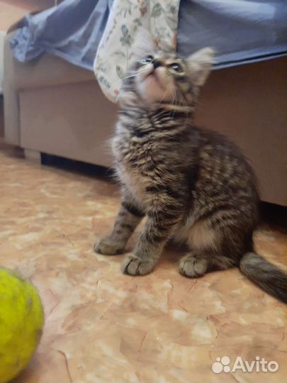 Отдам котёнка