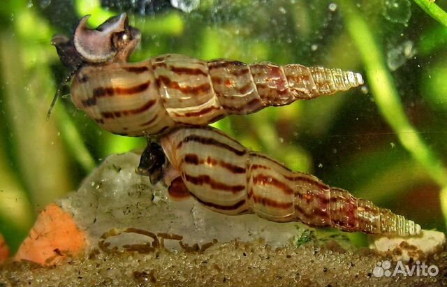 Улитки Мелании