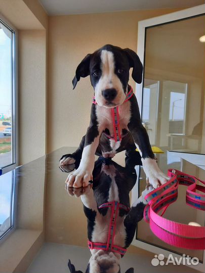 Ветеринарный врач на дом, кастрация, стерилизация