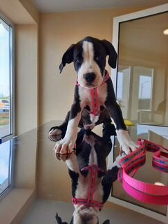 Ветеринарный врач на дом, кастрация, стерилизация