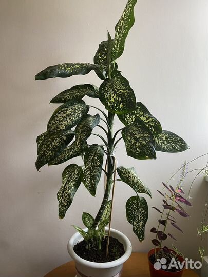 Диффенбахия