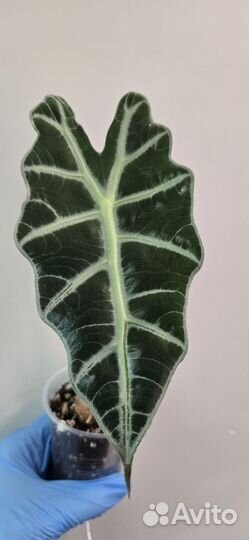 Клубни Алоказии Венусты