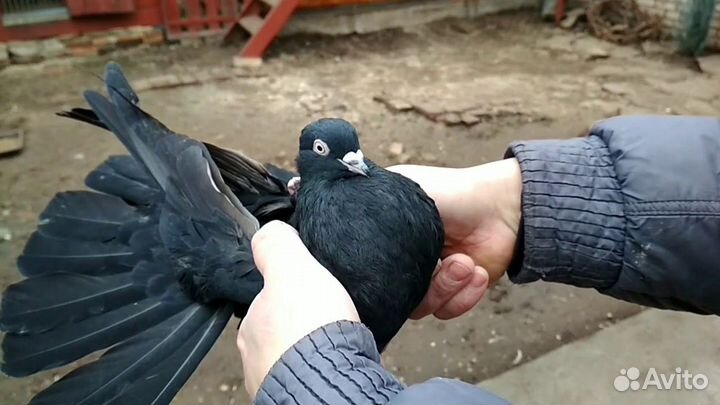 Голуби Николаевские