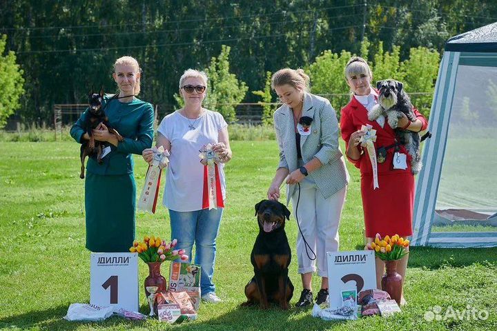 Услуги хендлера