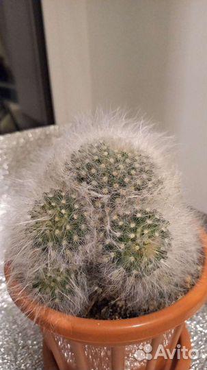 Пушистый кактус