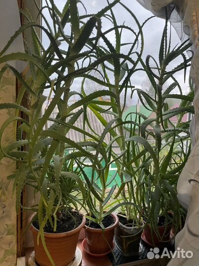 Алоэ лечебное