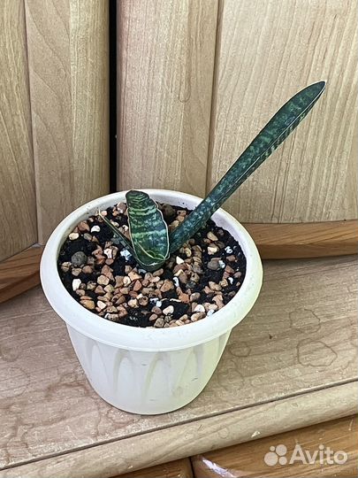 Сансевиери Фишери, Сильвер Блю