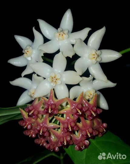 Хойи(хойя) / Hoya(hoyas)