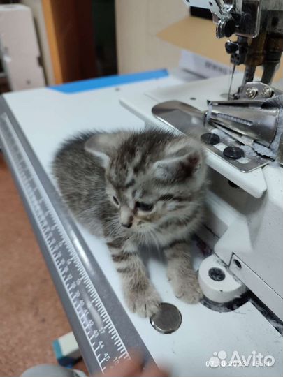 Кошка в дар бесплатно