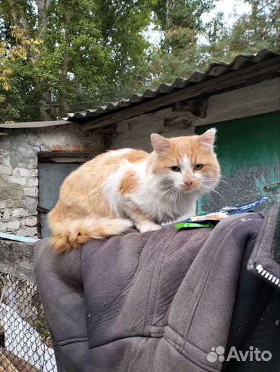 Молодой кот ищет дом
