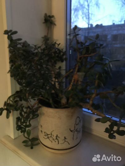 Толстянка денежное дерево