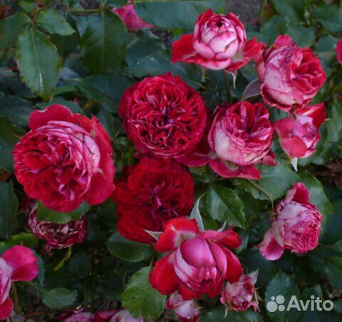 Миниатюрная роза Гранатовый браслет