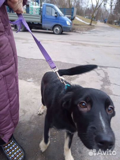 Собака в добрые руки щенок