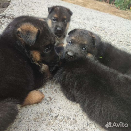 Щенки немецкой овчарки