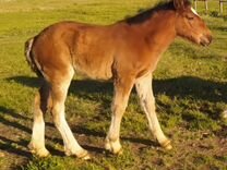 Старая лошадь. Продается старая лошадь. Самая старая лошадь. Лошадь иллюстрация. Старая лошадь картинки.