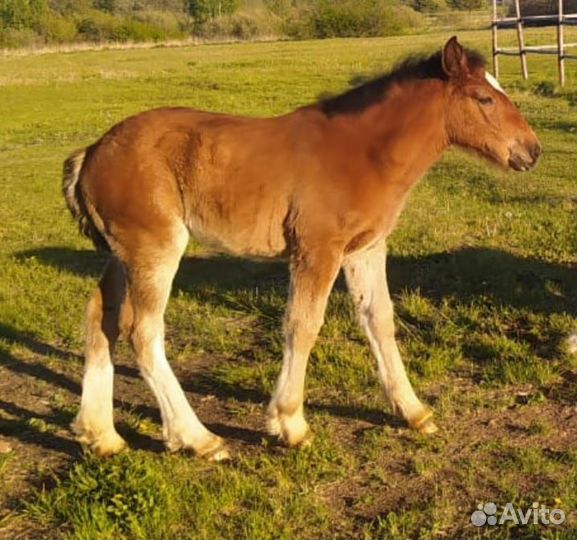 Продам кобылку