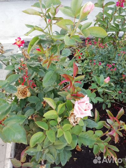 Продаю кусты роз