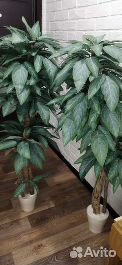 Манго дерево