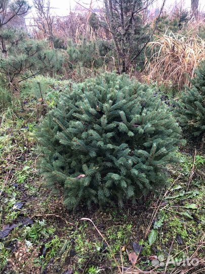 Чернозем садовый,смесь,перегной крс 3г доставлю