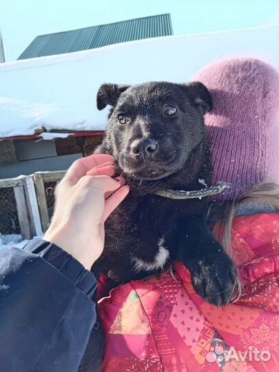 Щенок 4,5 мес