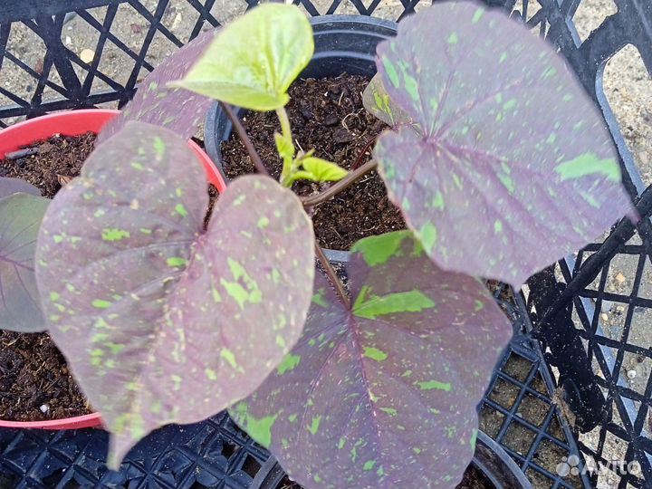 Ипомея батат