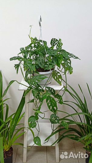 Монстера манки