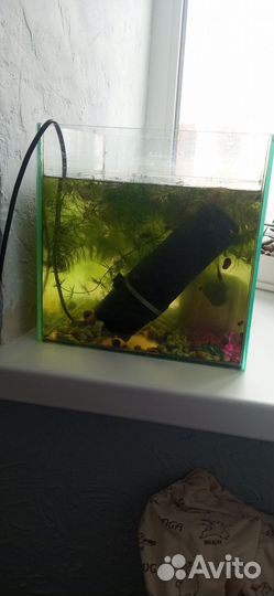 Аквариум с рыбками,улитками и водорослями