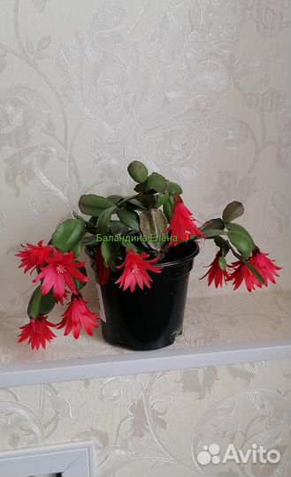 Рипсалидопсис и шлюмбергера, декабристы