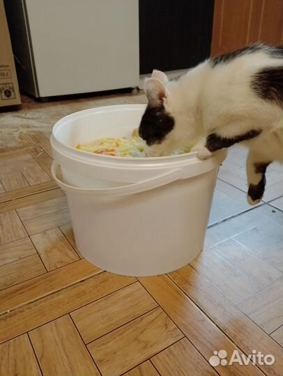 Пищевые отходы для корма животных из детского сада