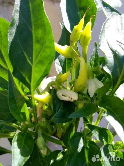 Перец комнатный Медуза