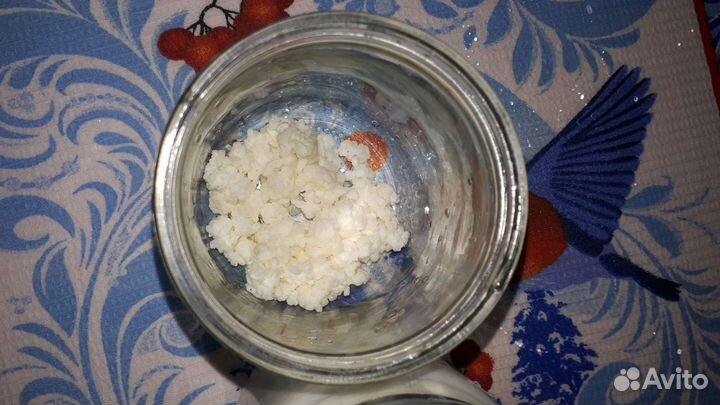 Молочный гриб(тибетский)