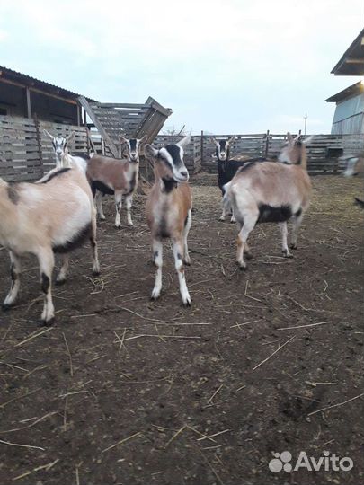 Альпийские козы