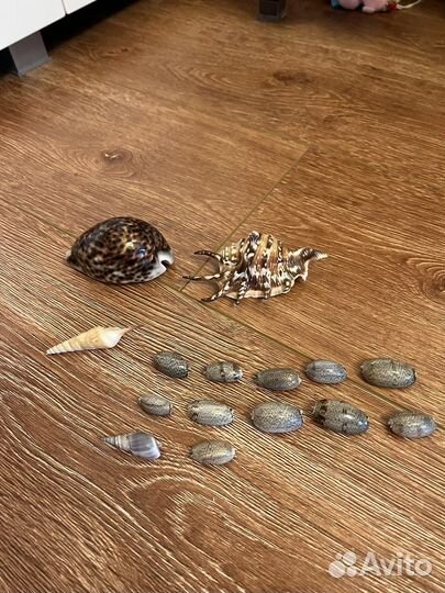 Морские ракушки раковины