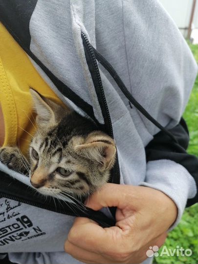 Кошки бесплатно